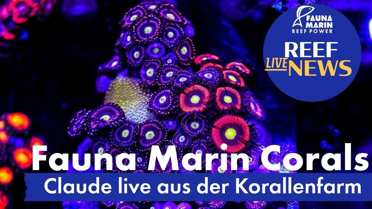 Fauna Marin Reef News Live.  Indo Import News , ICP Super MS .. Idioten im Netz … uvm ;-)