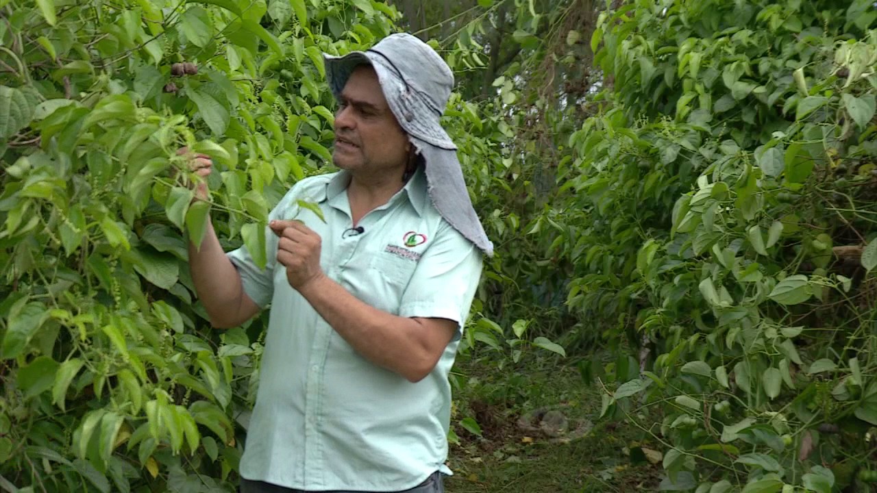 Cuidados del cultivo de sacha inchi | La Finca de Hoy