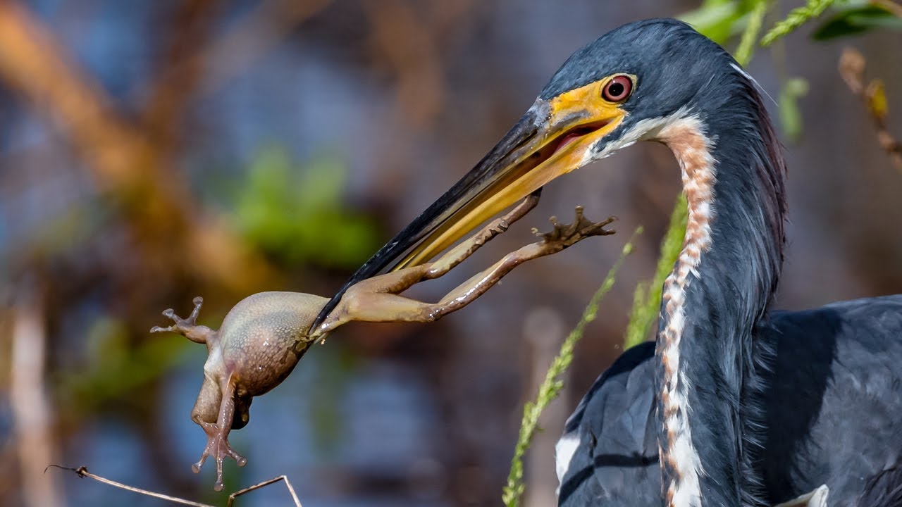 Nikon D500 Nikkor 200-500 - Best Bird / Wildlife Photography Experience To Date