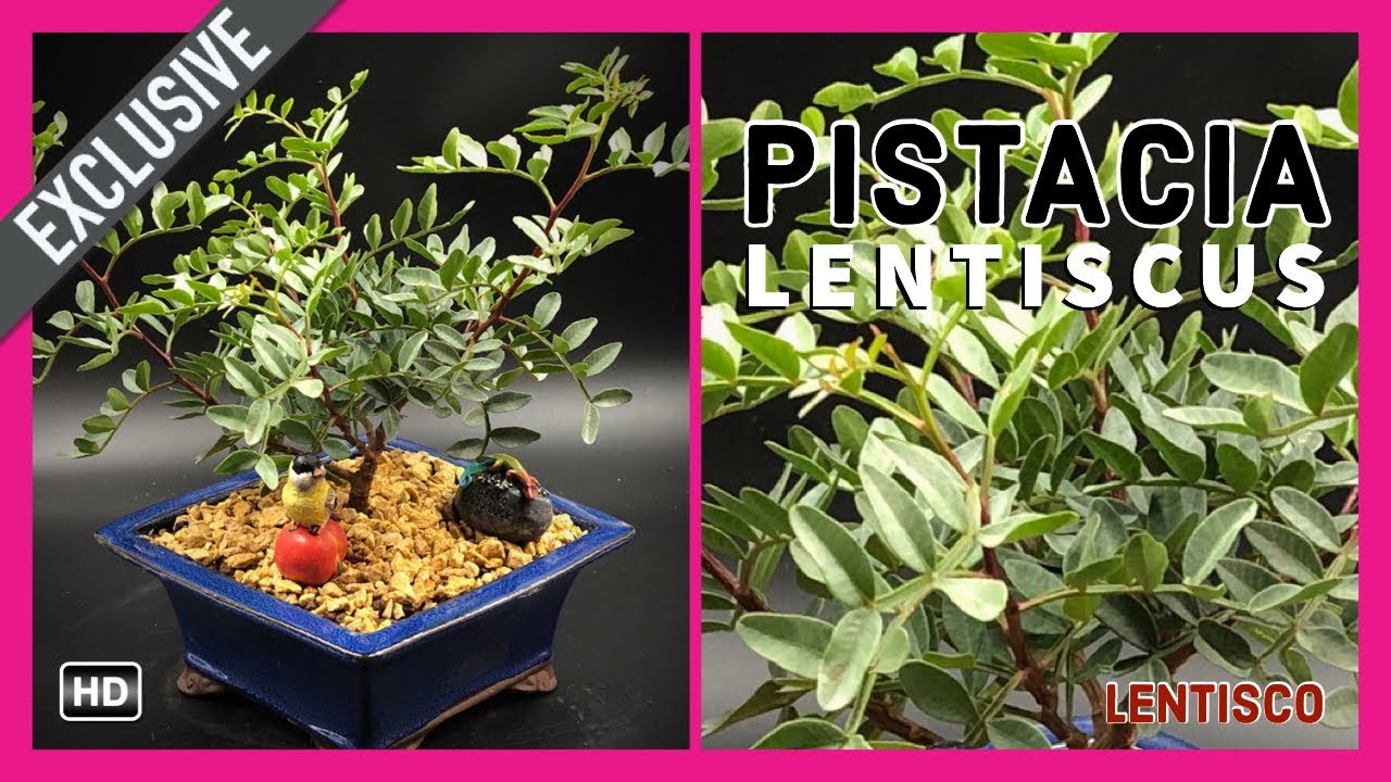 Bonsai Lentisco. Lentisco