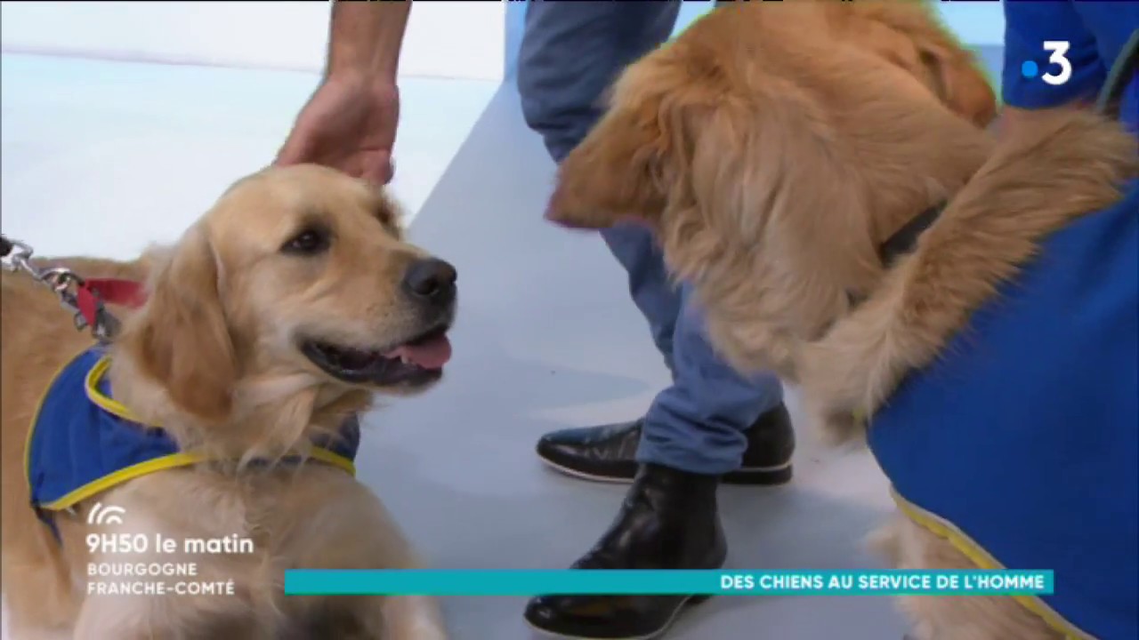 Handicap : Des chiens au service de l'homme
