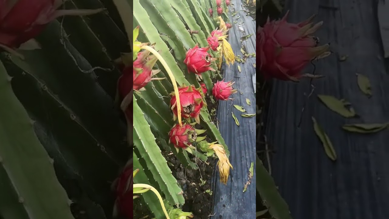 Remove The Flowers And Turn Into Dragonfruit After A Month #satisfying #short