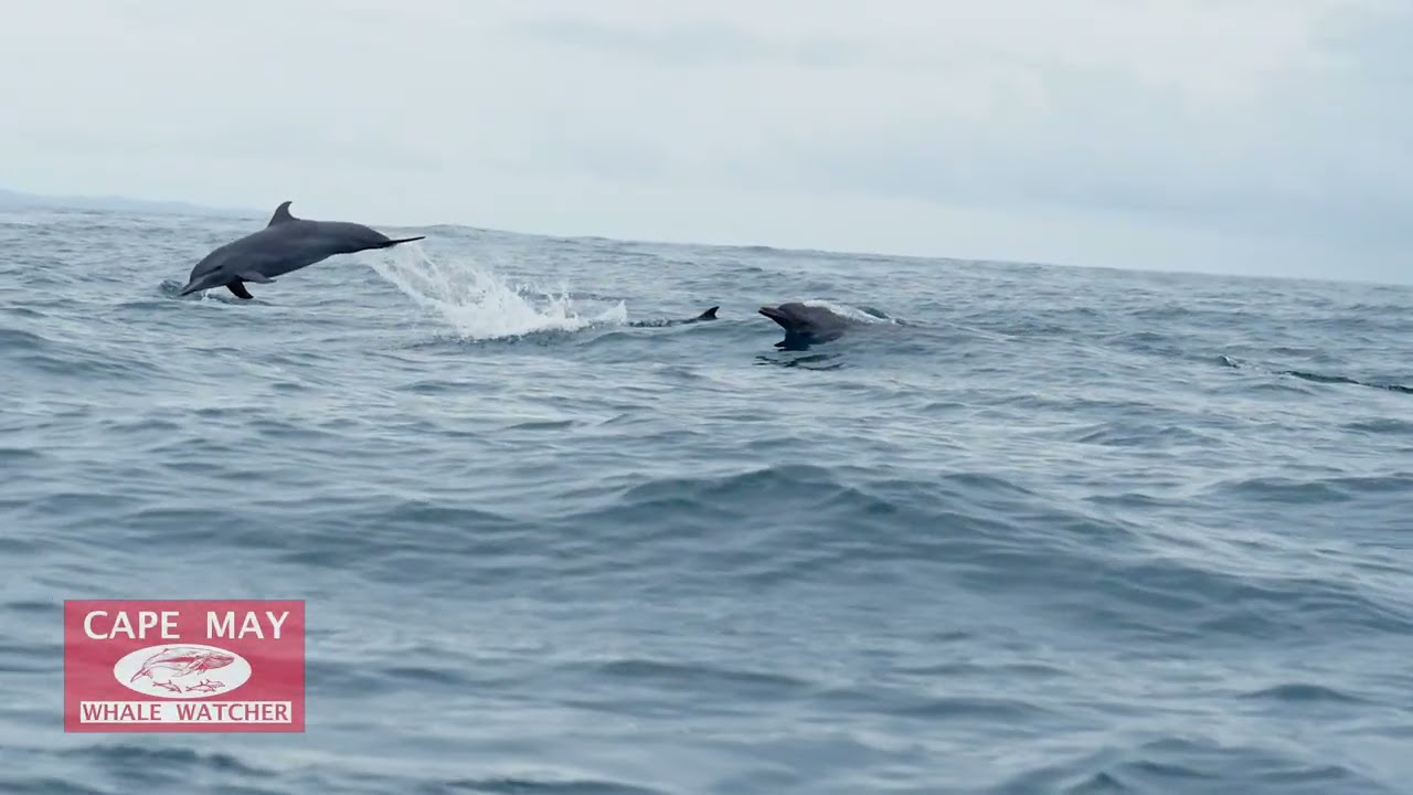 Cape May Whale Watcher daily Whale and Dolphin Watch