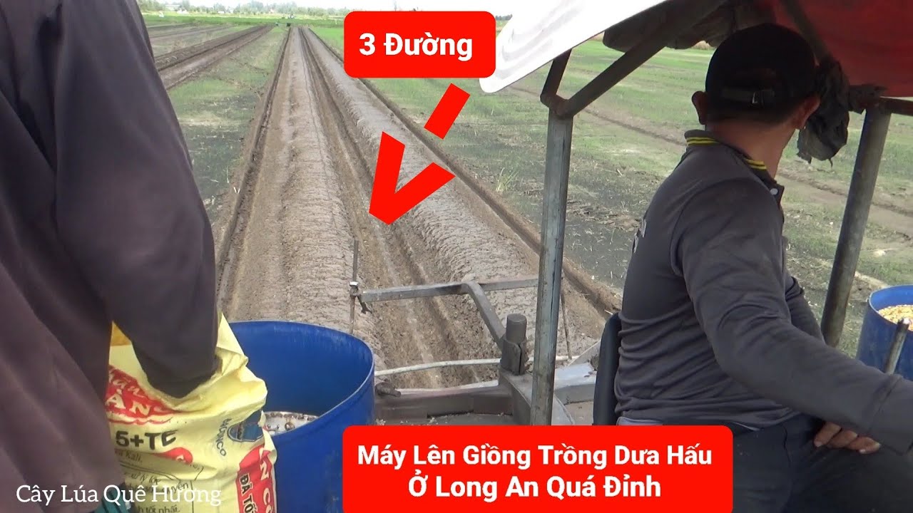 Máy Lên Giồng Trồng Dưa Hấu Ở Long An Vừa Lên Giồng Vừa Rải Phân