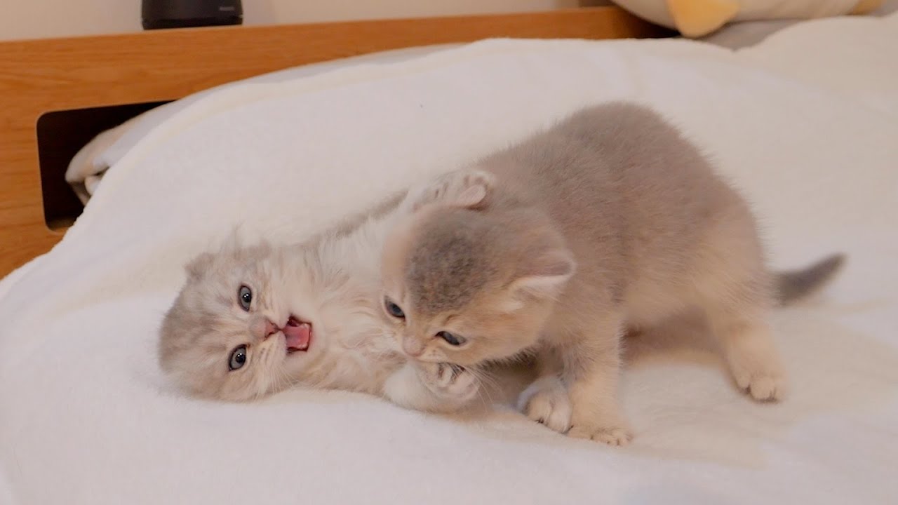 Котята, которые все время дерутся, спят они или просыпаются, такие милые...