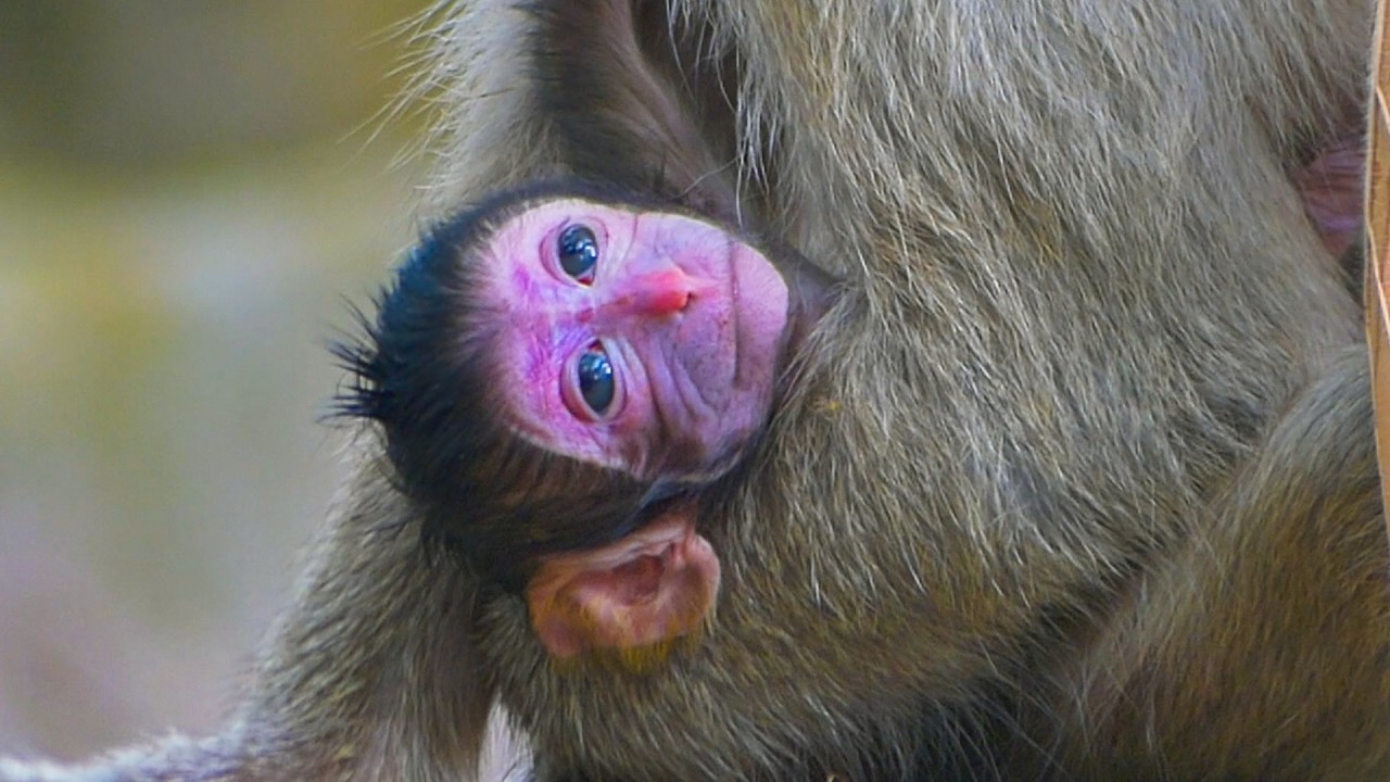 Congrats & welcome newborn baby monkey & Brindy become a mother