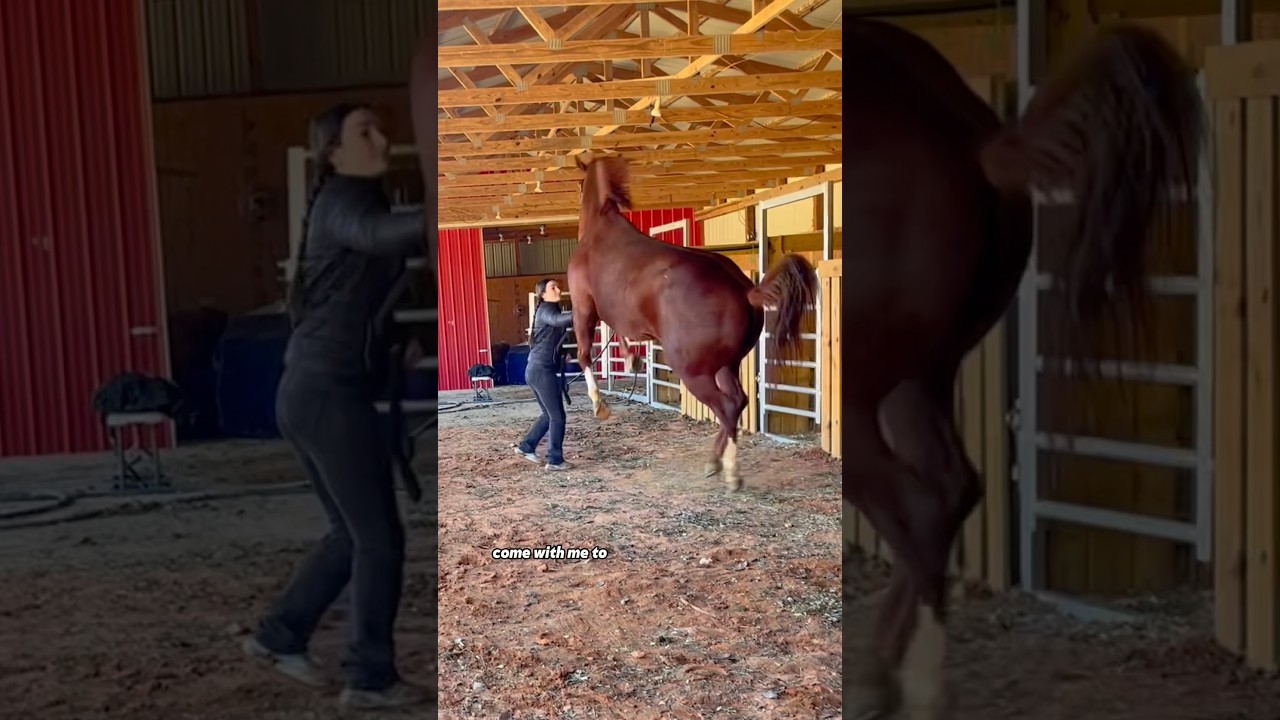 Катаюсь на своей лошади Crazy Barrel Horse.. #гонкинабочках