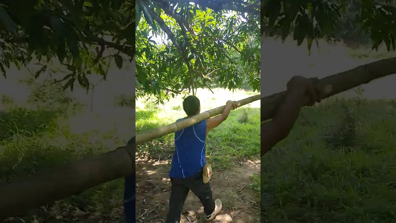 Nag hakot ng kawayan si tito