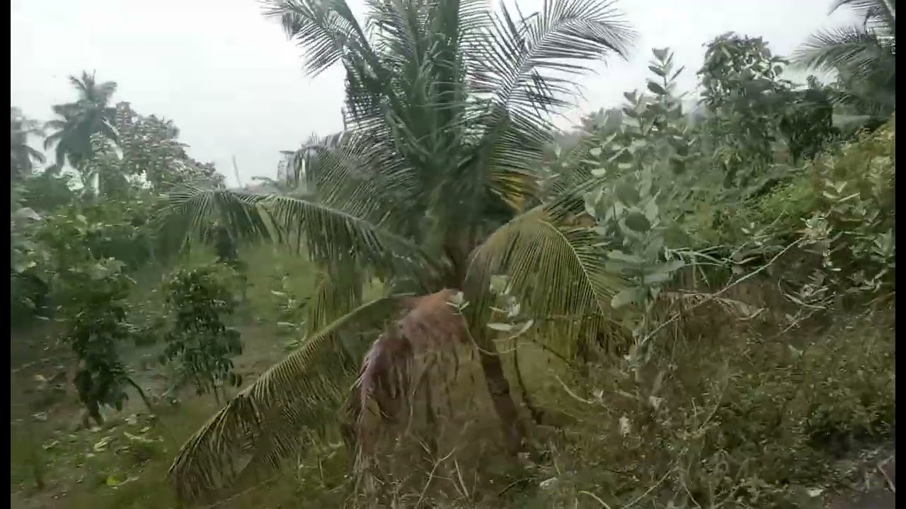 நம்ம ஊர் வயல் சுத்தி பார்க்கலாம்  வாங்க🥰