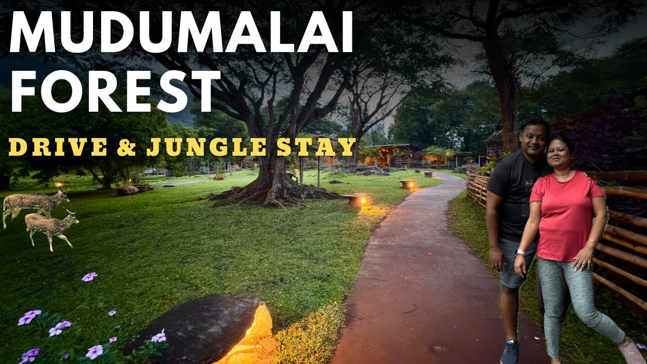 Mudumalai Forest Drive | Jungle Stay & Wildlife Encounters 🦌🐘 | Offbeat Travel