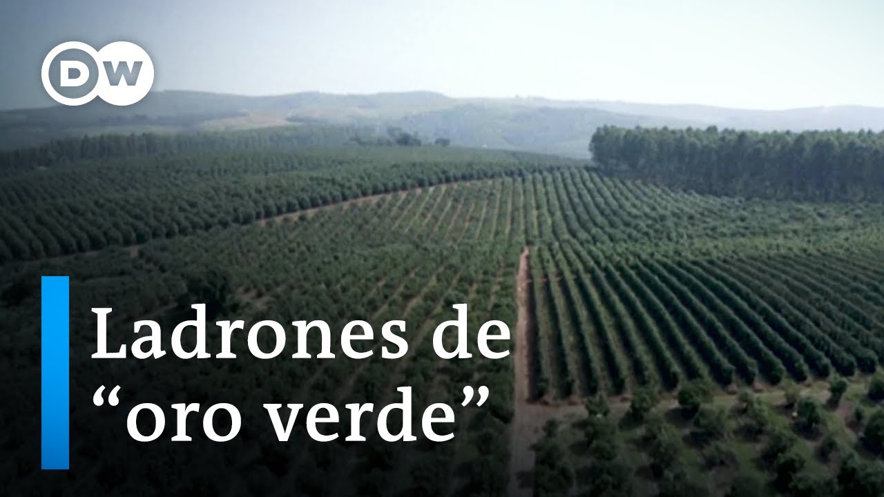 Ladrones de 