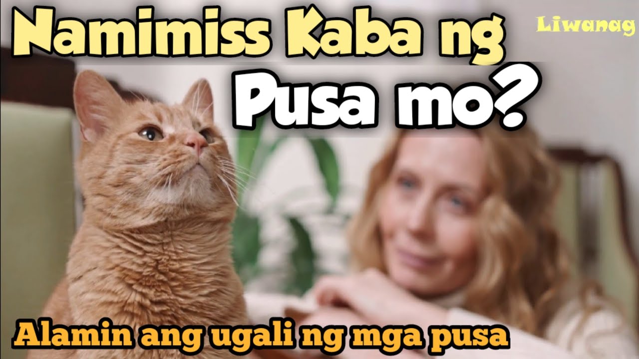 Namimiss kaba ng PUSA mo?Paano malaman kung ano ang nararamdan ng mga PUSA