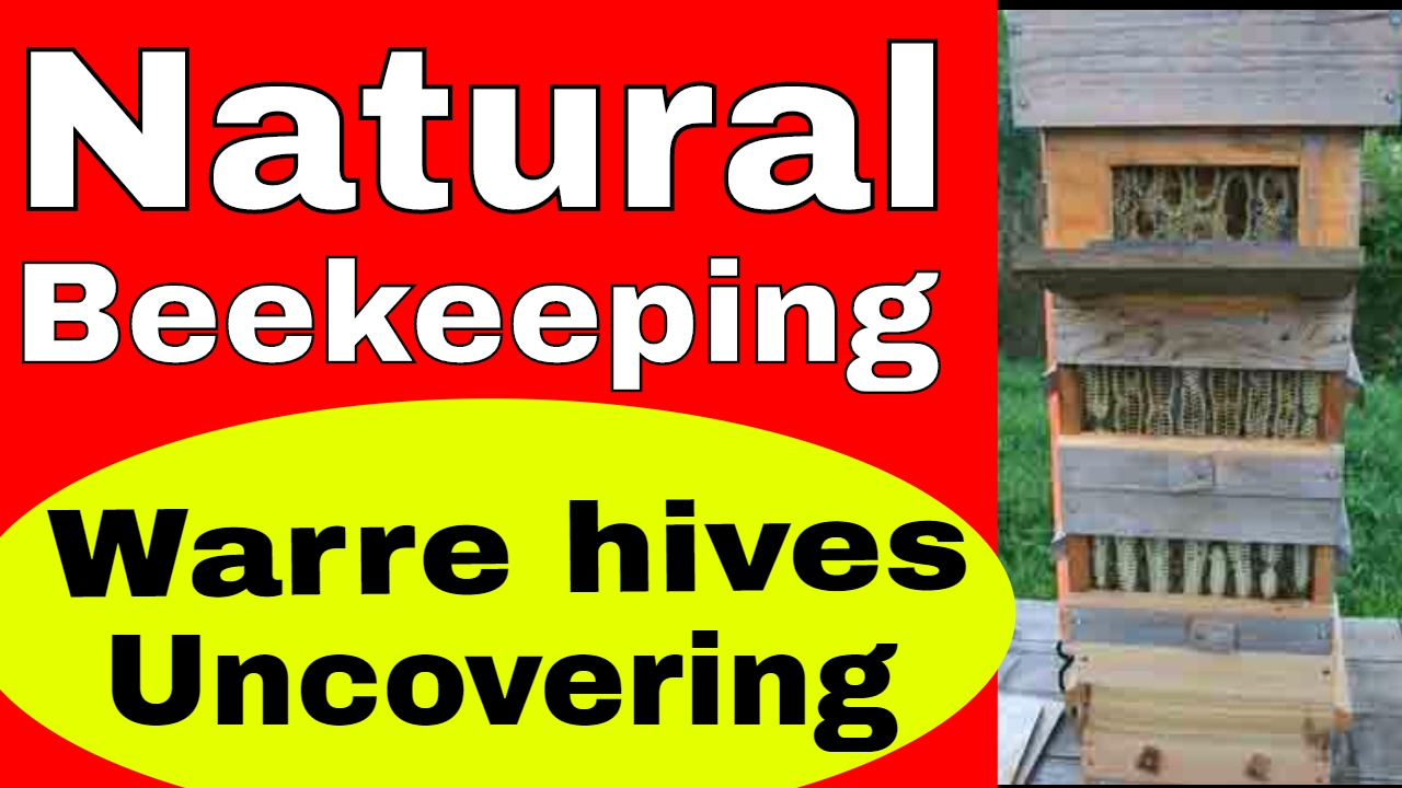 Natural beekeeping Warre hive management and uncovering Bee keeper beekeeping naturally