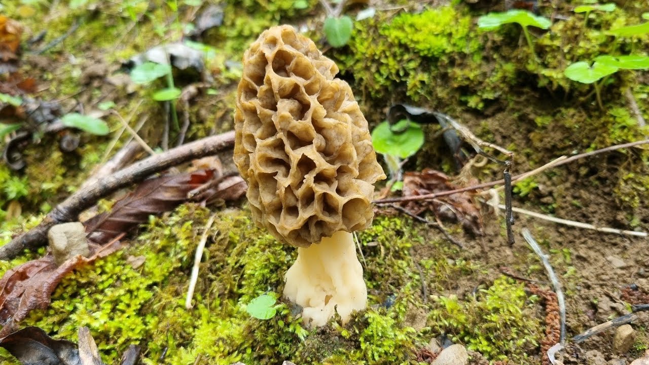 Morilles dans les Pyrénées 🤩 le 4/05/2022 .
