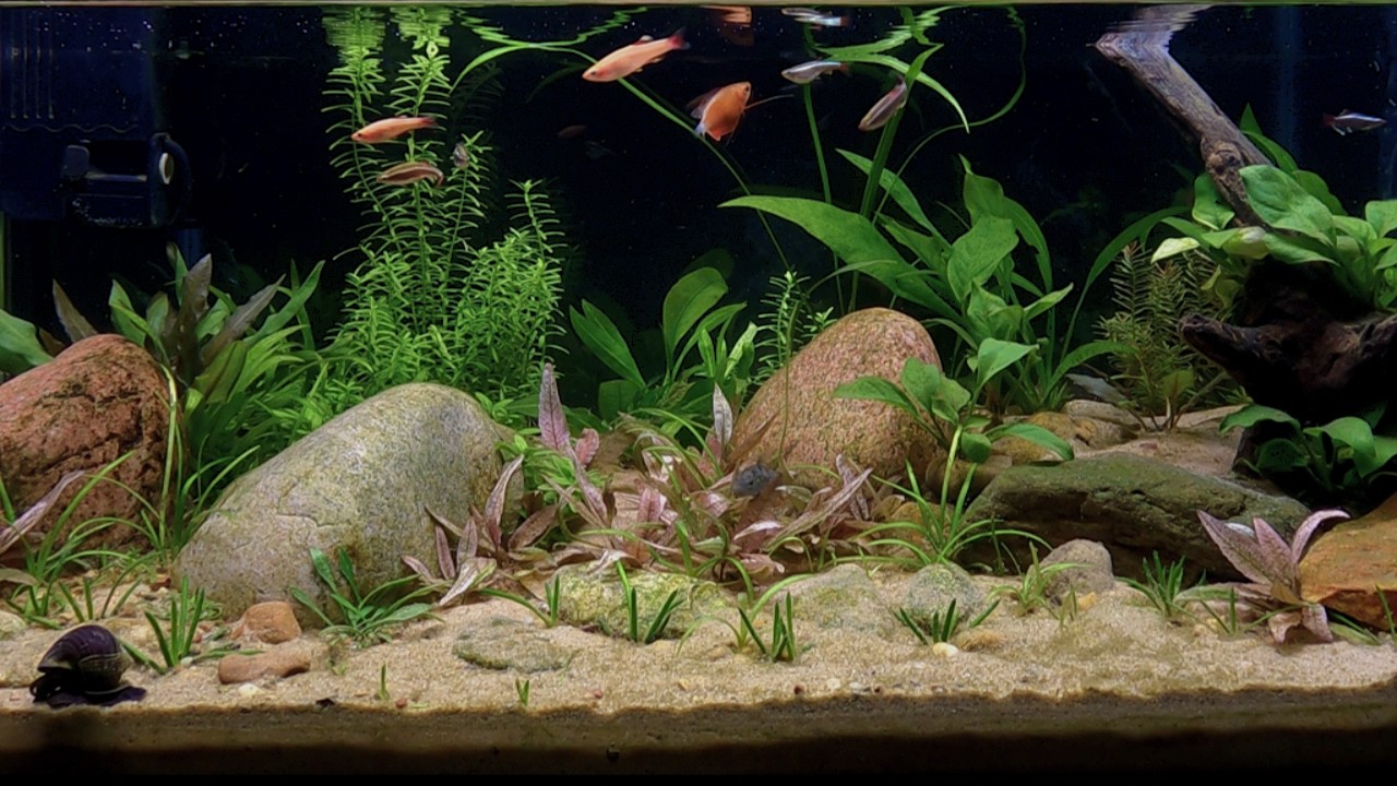 Planted 20 Gallon Tank, ....(100 DAY REVIEW!!)
