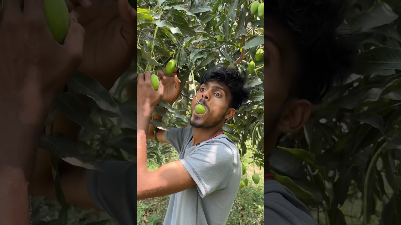 आम चोर #aam #chori #maabetacomedy #shortsfeed #funny #comedy