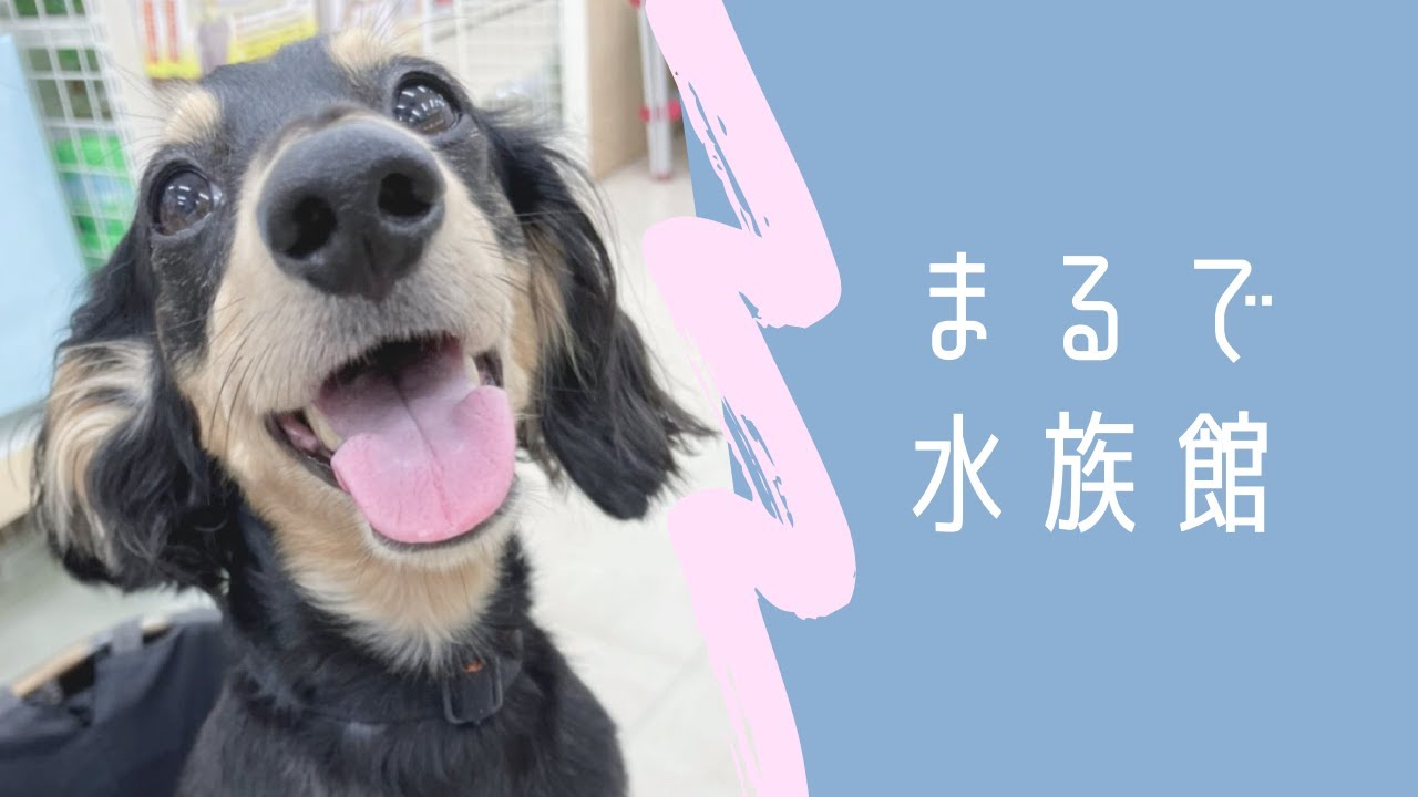 国内最大級のペットショップにココと遊びに行ったよ