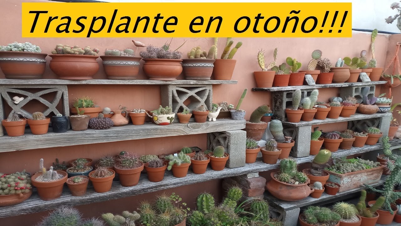 Trasplante de Cactus Urgente. Suculenta rara. #cactus #cactusysuculentas #lasplantasdegeral #jardin