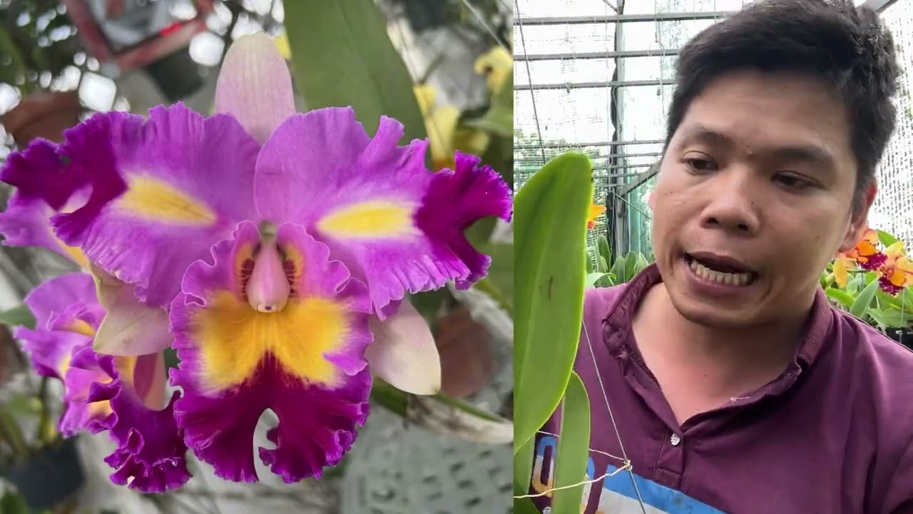 cattleya đài loan. 1/3 . Zalo 0386232357 #cattleya #orchid #hoalan 