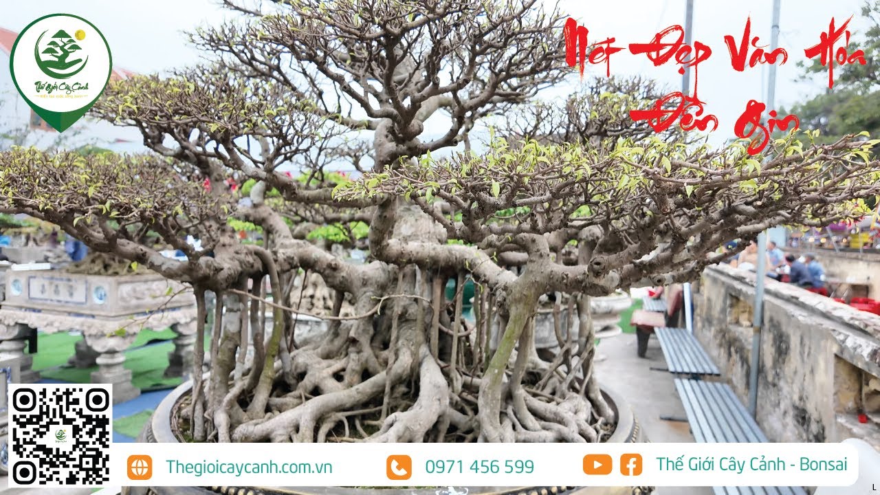 NÉT ĐẸP VĂN HÓA ĐỀN GIN | THẾ GIỚI CÂY CẢNH |