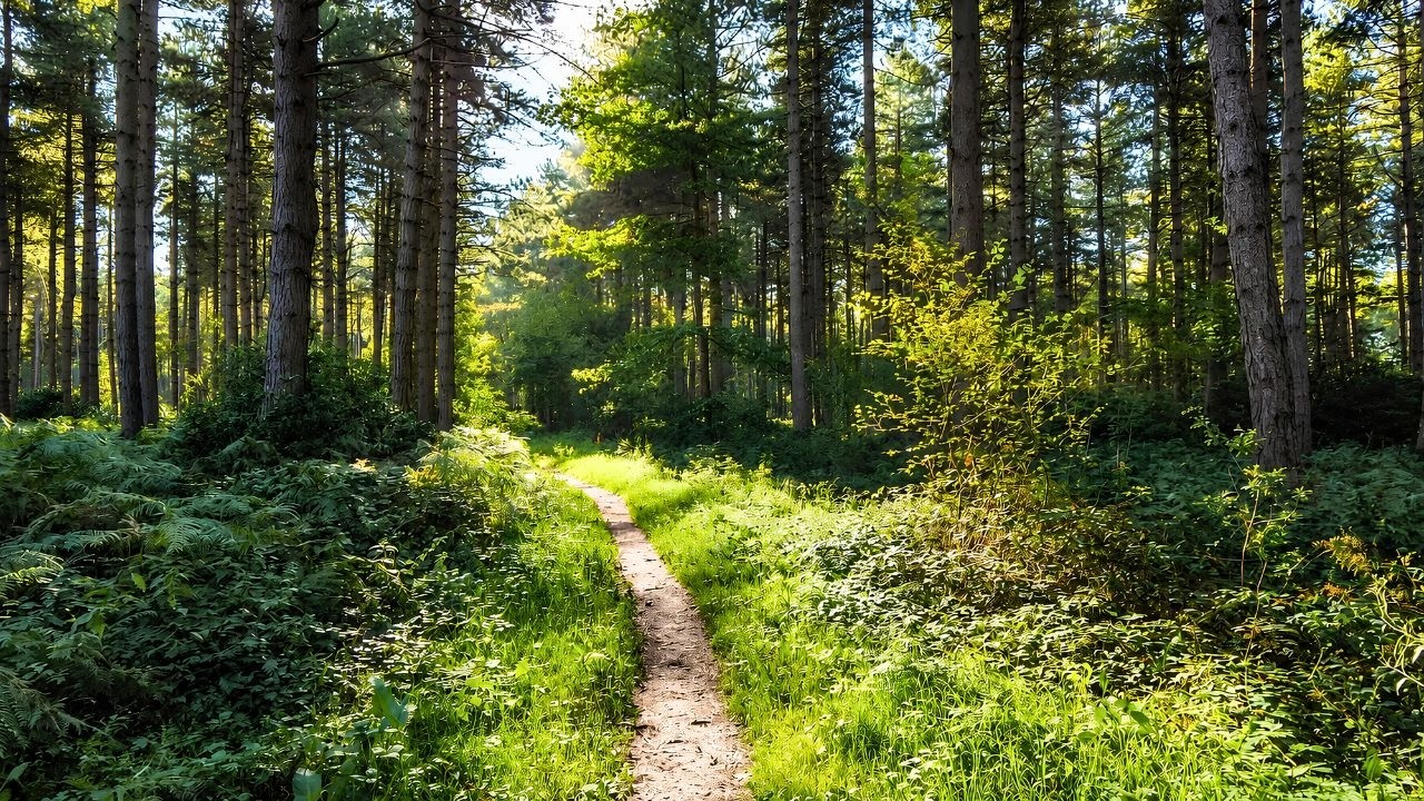 Stapleford Woods: A Quiet Morning Walk Under the Trees