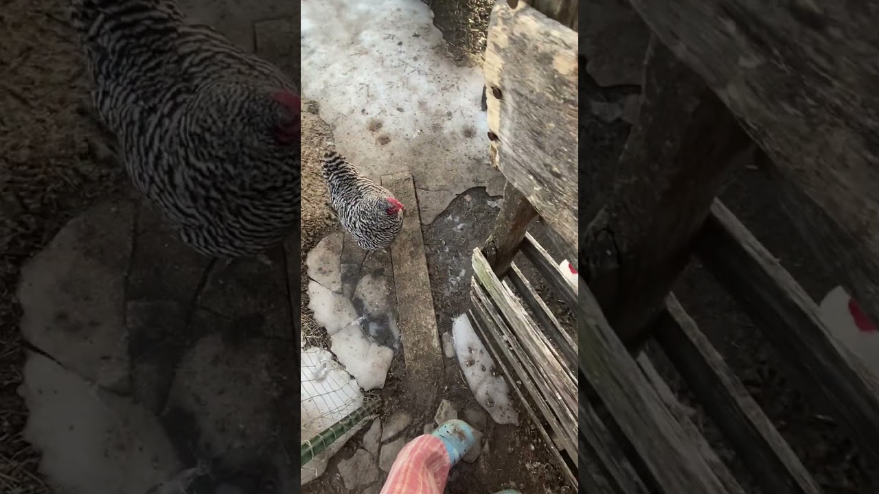 Я думаю, он папа #дикиекошки #курыназаднемдворе