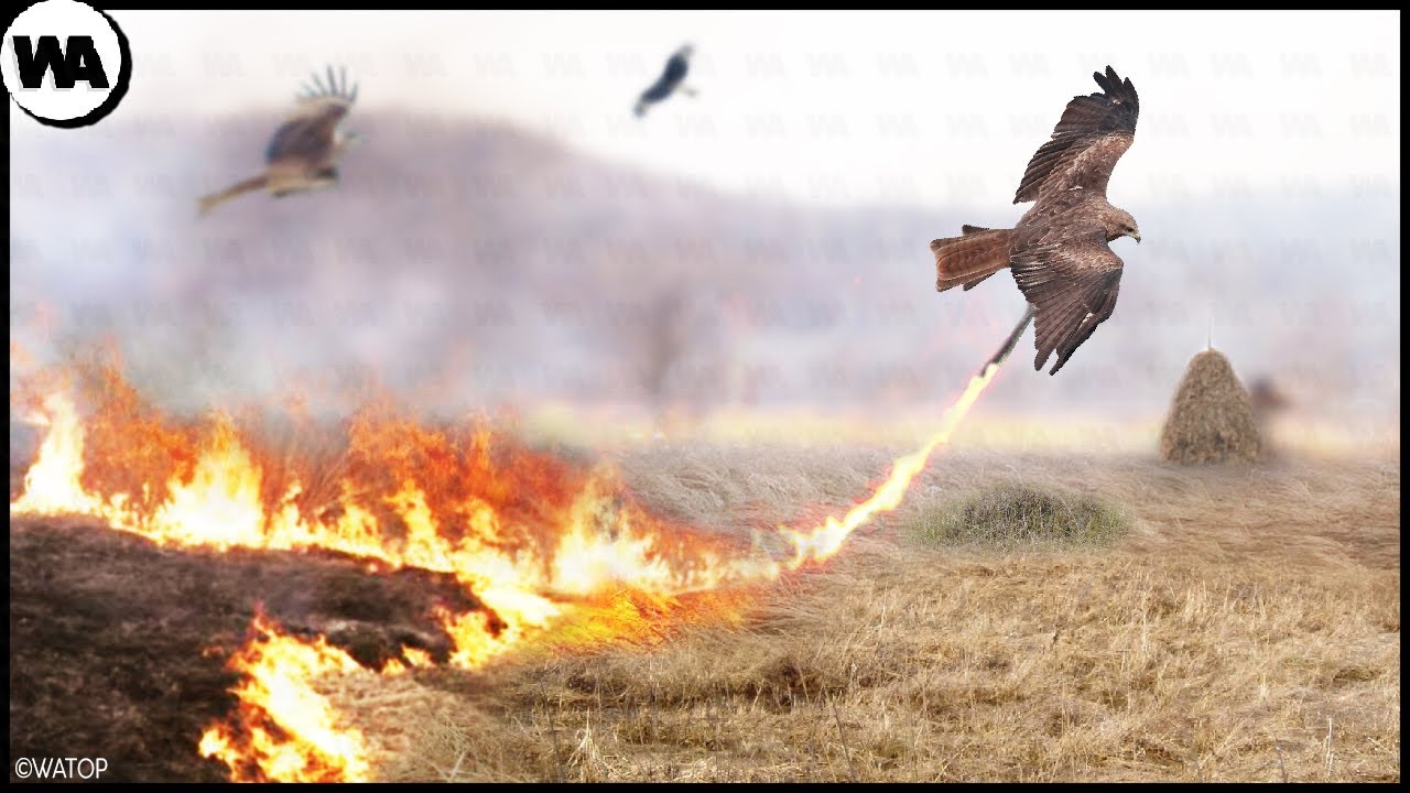 Así es Como los Pájaros Usan el Fuego