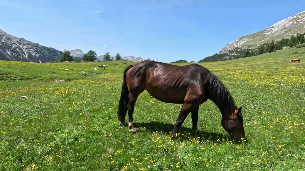 A Scenic Drive Across Prato Piazza | Dolomites with Acoustic Music