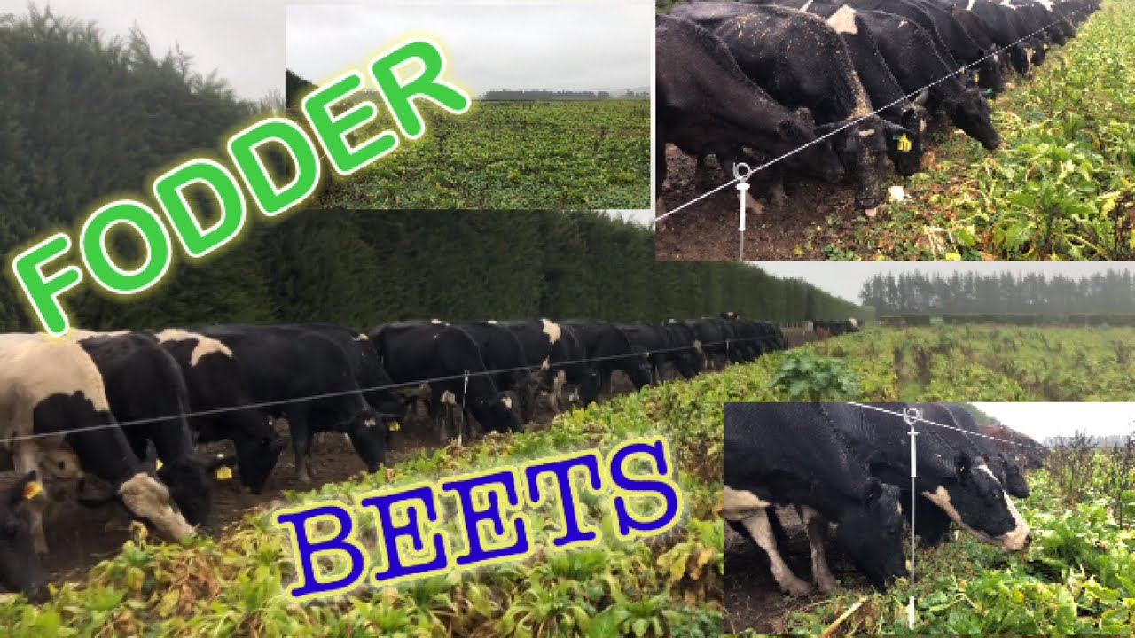 Winter Feeding// Fodder Beet  Crops Dairy farm nz