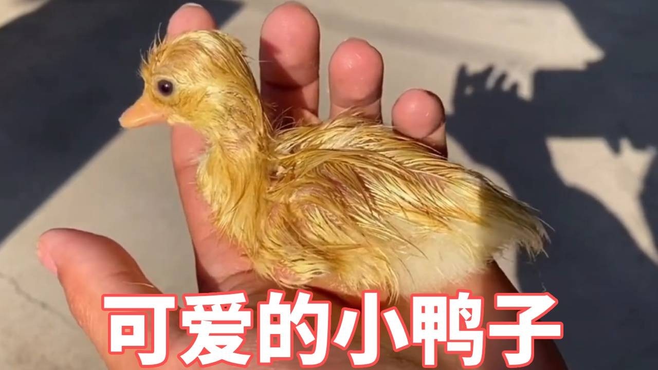 小鸭子降生啦！真的是太可爱了，出生在我家那么这一辈子我养你呀！【蒙面鸟哥】