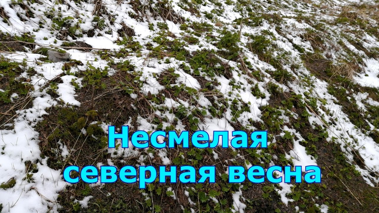 Несмелая северная весна (весна в г. Снежногорск Мурманской области)