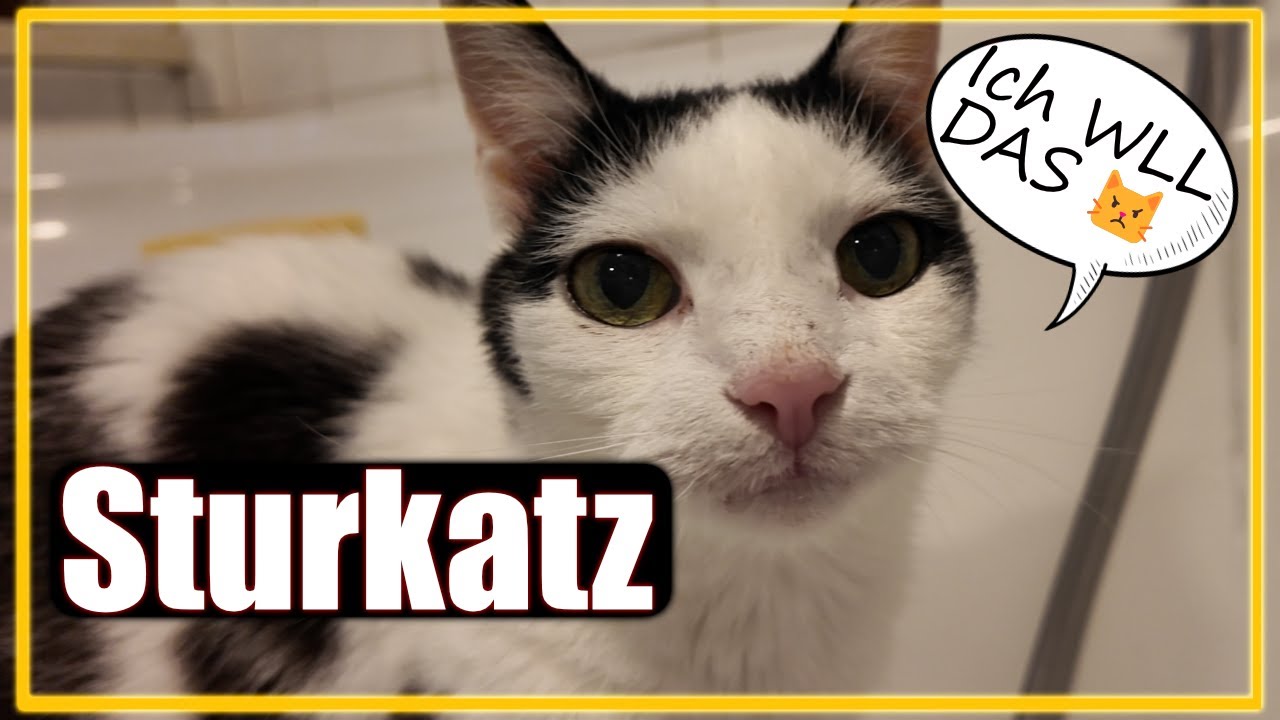 Katzen sind STUR - Warum trinken Katzen immer aus der Wanne?