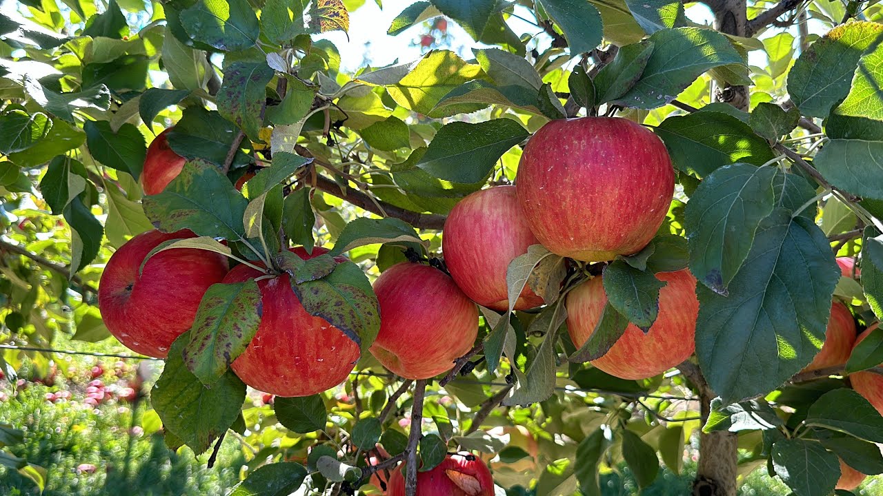 Pine Tree Apple Orchard