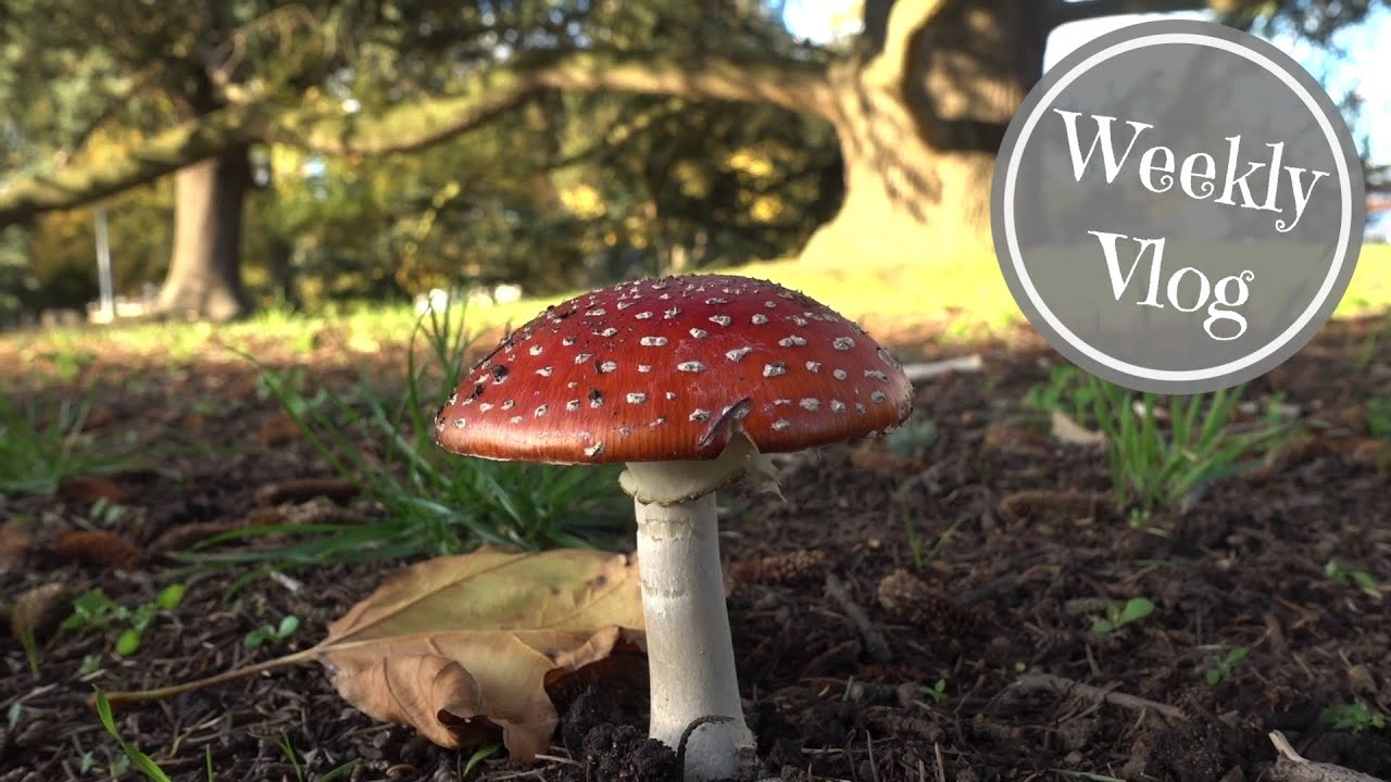 Home Organising, Crafting and Baking - A November Week
