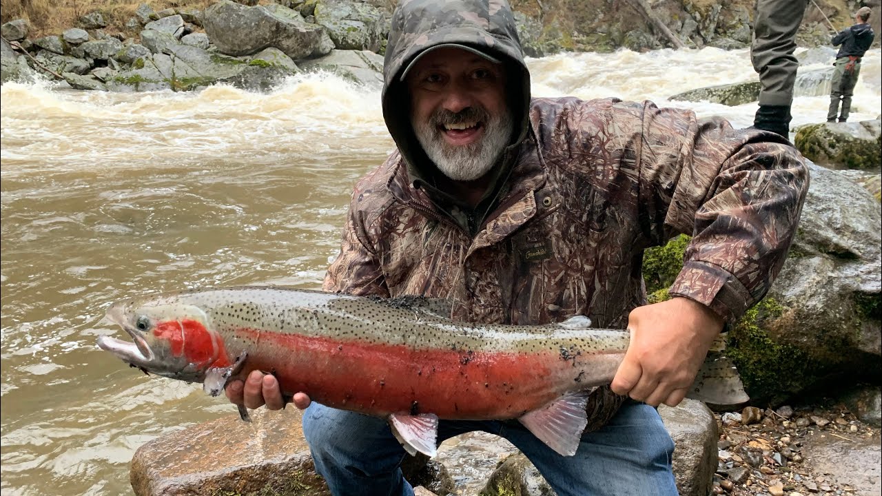 Idaho Steelies - UNREAL amount of fish!