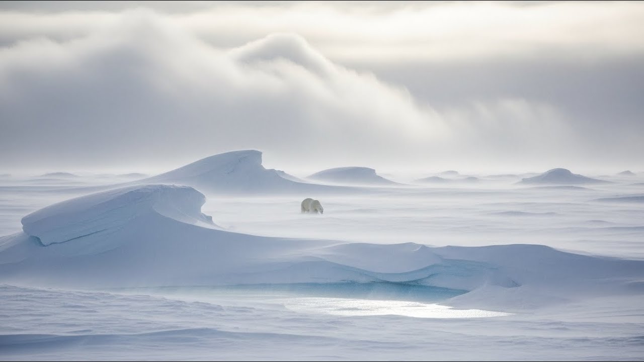 Blizzards are a nightmare for all animals in the Arctic.