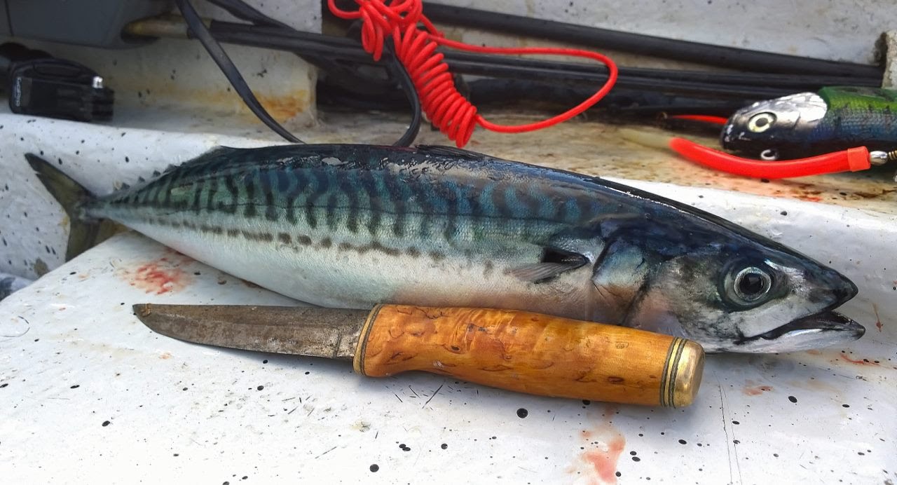 Kiiruna - Lofootit - Kalastus - Osa 3/3 - 2014 Elokuu. Lofoten - Fishing 3/3. Nordland - Ure