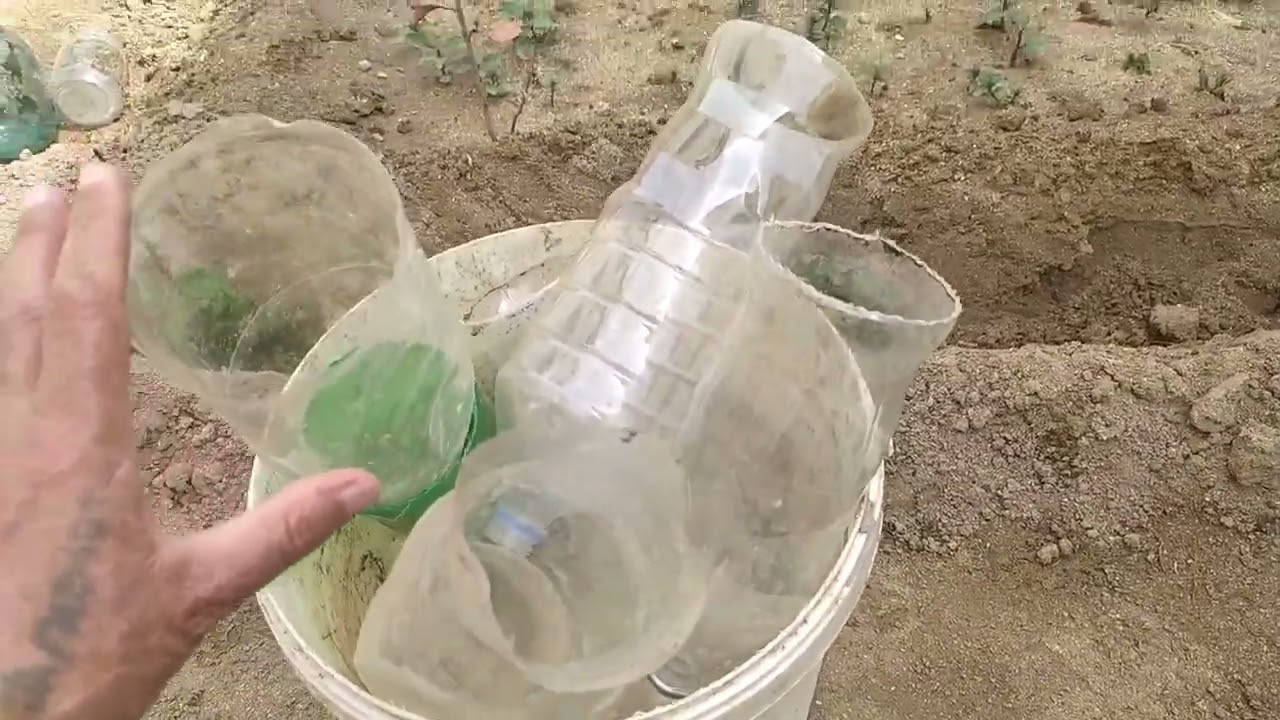 SOYUQ HAVADA POMİDOR VƏ XİYAR ŞİTİLLƏRİNİN ƏKİLMƏSİ.