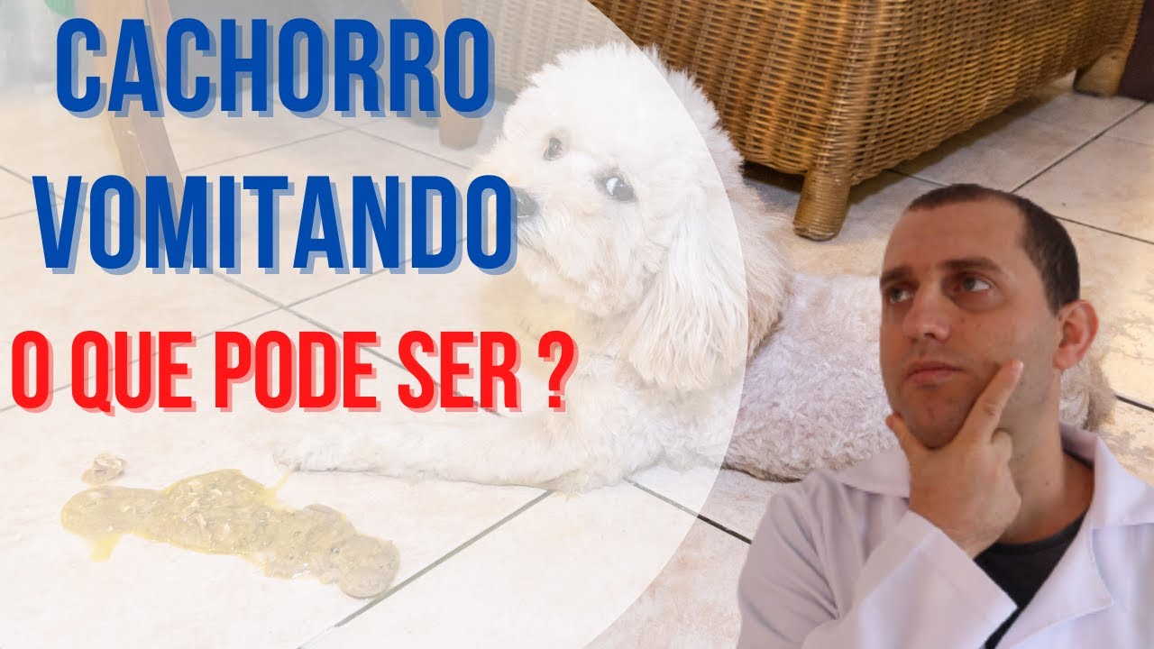 Cachorro vomitando o que pode ser ? quais as principais causas ? O que devo fazer ?