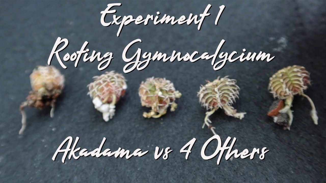 Experiment 1: Akadama, Lava Rock, Vermiculite, Perlite or Hydroton, Ano mas ok for Gymno Rooting.