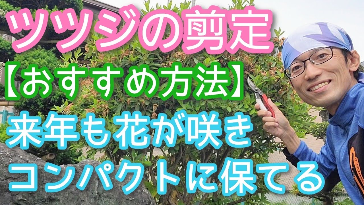 【ツツジ類の剪定】コンパクトに来年も花を楽しむために効果的な手入れ方法(2024年5月)🍃🌸
