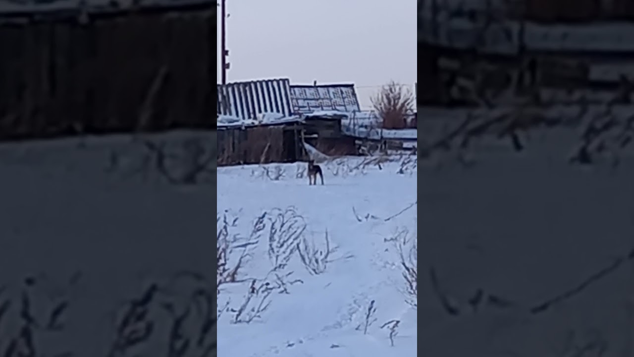 Что-то тм надо от меня &mdash; этим собакам, всегда