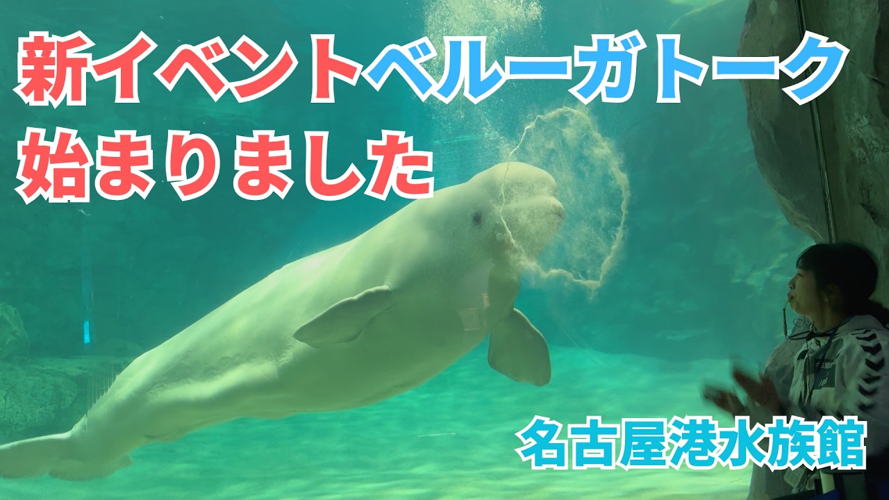 【名古屋港水族館】平日限定の新イベント「ベルーガトーク」始まりました