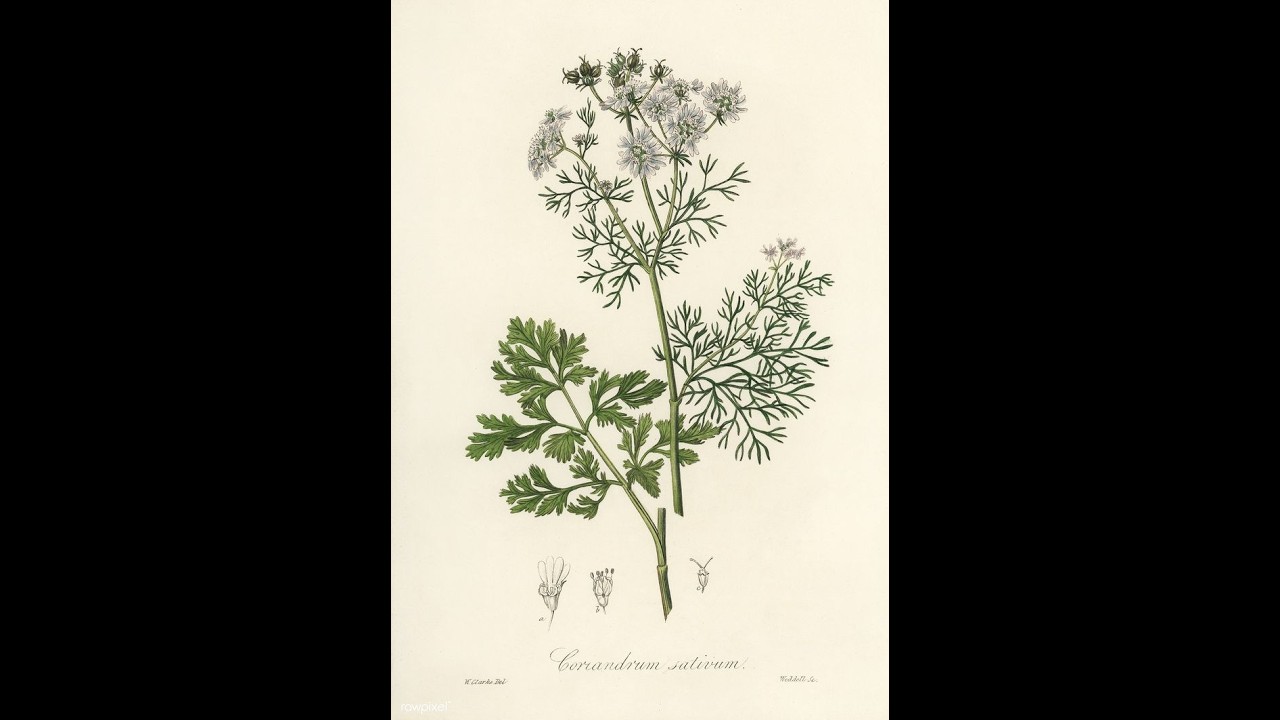 Herbal Medicine 101: Cilantro or Coriander