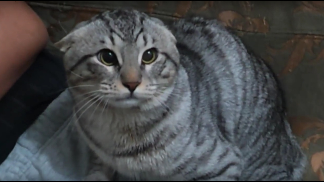 &Auml;ngstlichen Katzen helfen'