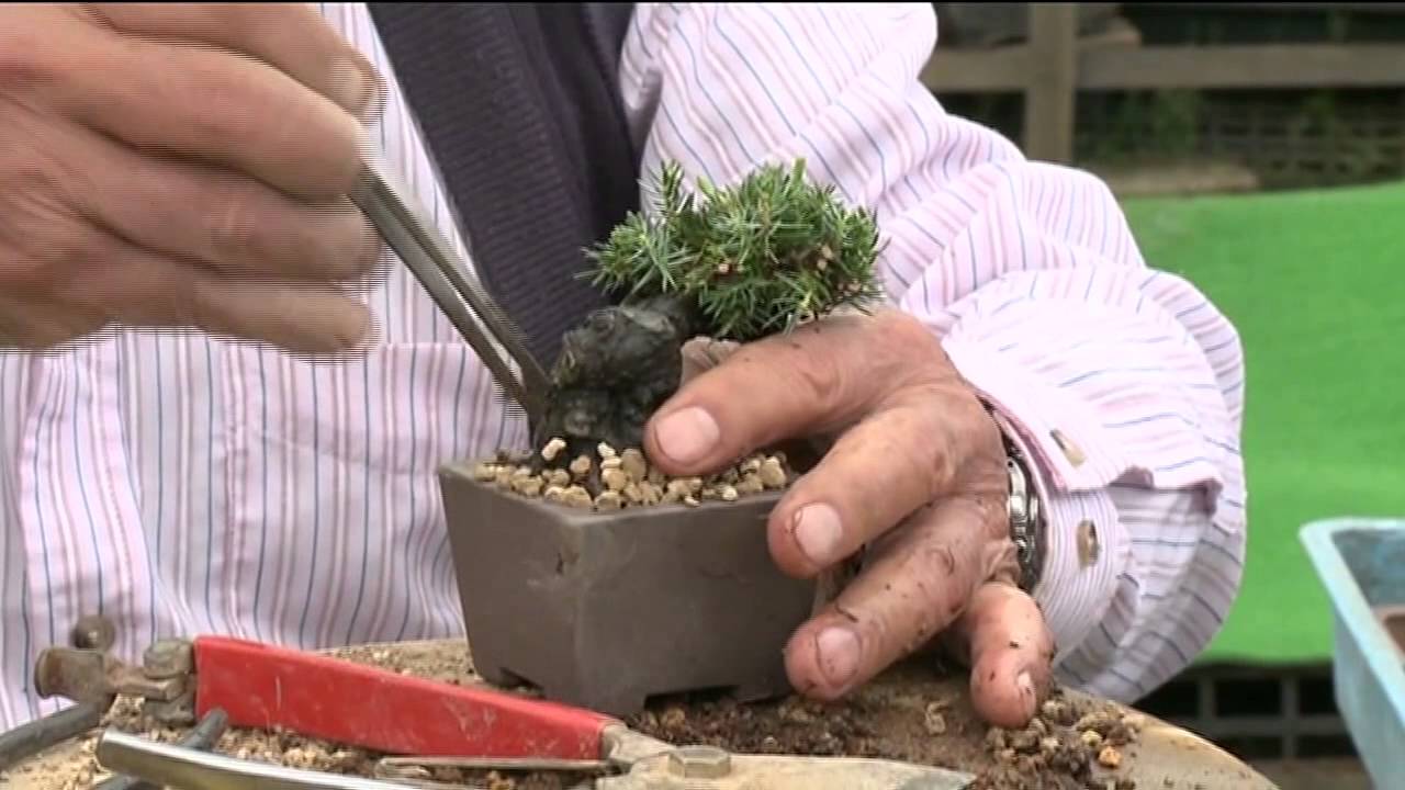小品盆栽 五葉松の植え替え