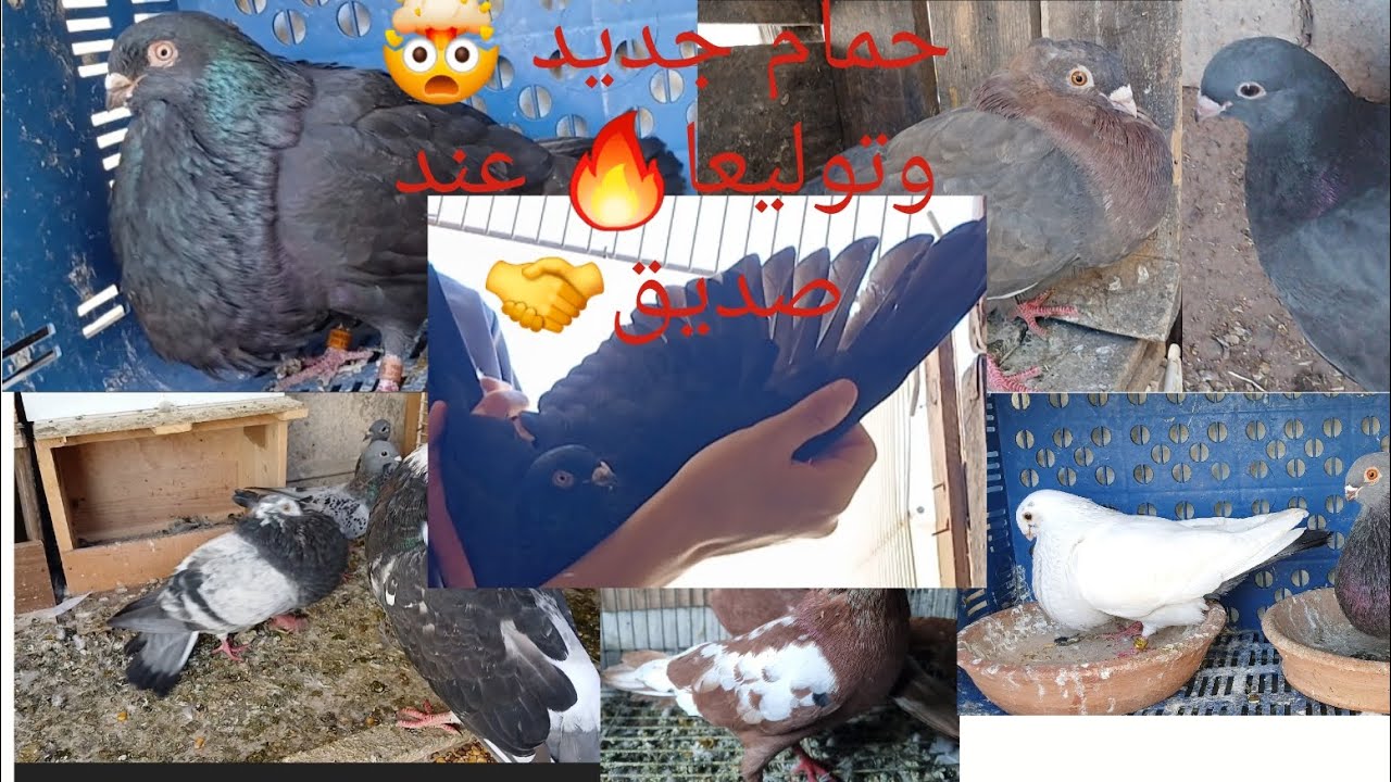 شريت لحمام🕊🤯وتولعنا عند مولاه🤝 الله ما بارك🕊👁