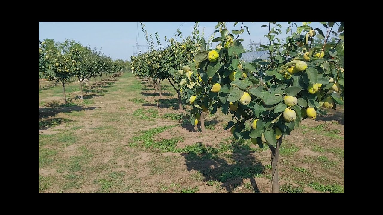 Livada gutui berezky 6 ani+ 5 luni de la plantare.