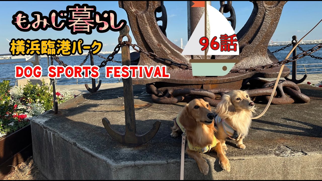 もみじ暮らし  横浜臨港パーク DOG SPORTS FESTIVAL　96話
