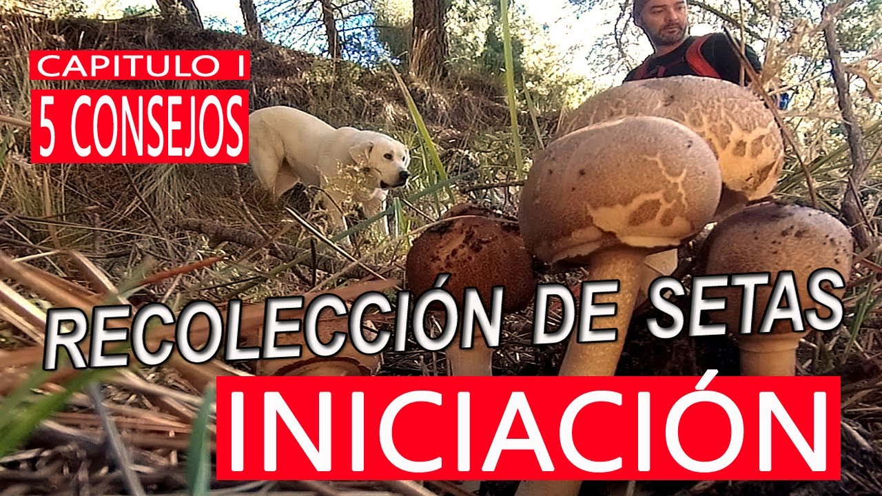 🍄 CÓMO INICIARSE en la búsqueda de setas - Consejos para todos los públicos 👪🍄